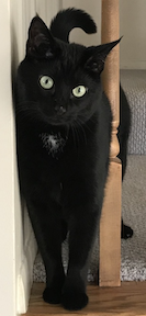 The author's black cat, Binx